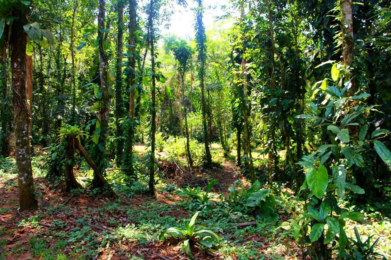 Sitio Das Bromelias Cachoeira Do Tombador Ubatuba Dış mekan fotoğraf