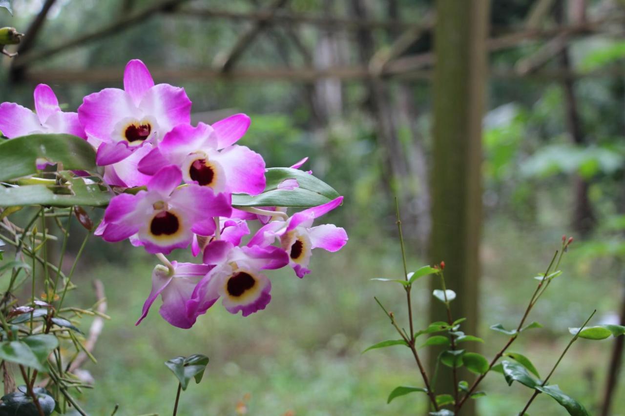 Sitio Das Bromelias Cachoeira Do Tombador Ubatuba Dış mekan fotoğraf
