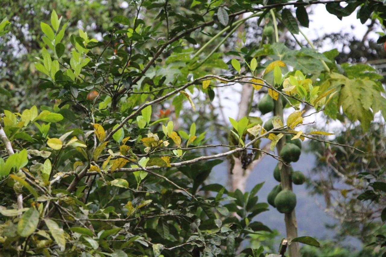 Sitio Das Bromelias Cachoeira Do Tombador Ubatuba Dış mekan fotoğraf